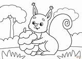 Squirrel coloring Page  Free Printable Coloring Pages sketch template