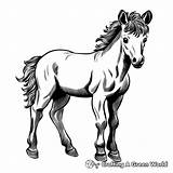 Miniature Horse Coloring Pages  Free & Printable sketch template