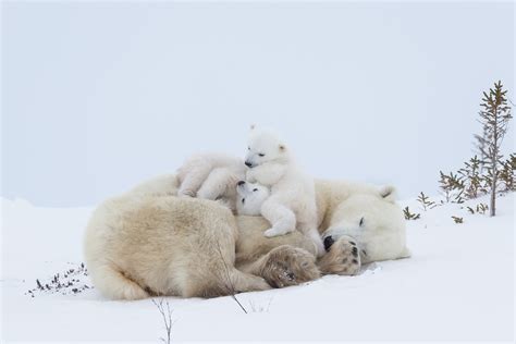 Pictures Of Baby Animals And Their Mothers