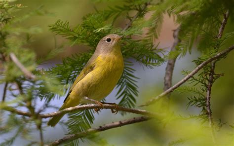 Nashville Warbler | Audubon Field Guide