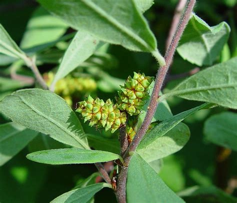 Myrica gale (sweetgale): Go Botany