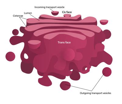 Golgi apparatus - Wikipedia