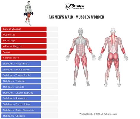 Farmer's Walk - Muscles Worked | Farmers walk, Personalized workout plan, Biceps brachii