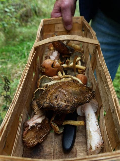 Mushrooms Collecting at Autumn in Thuringia Germany Stock Photo - Image ...