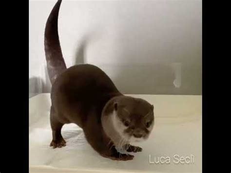 cute otter : r/videomemes