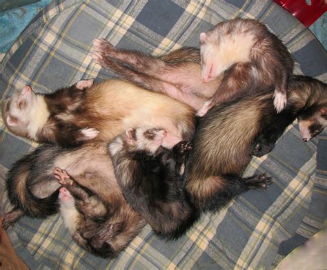 Ferrets Sleeping