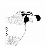 California Quail 13 Coloring Page For Kids  Free Quails Printable sketch template