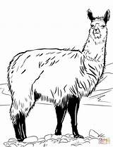 Llama coloring page  Free Printable Coloring Pages sketch template