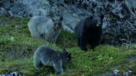 Rare "Blue" Glacier Bears At Risk Of Being Lost To Neighboring Black ...