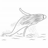 Humpback Whale Coloring Page For Kids  Free Whales Printable sketch template