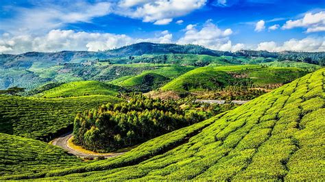 Kerala, Munnar fondo de pantalla | Pxfuel