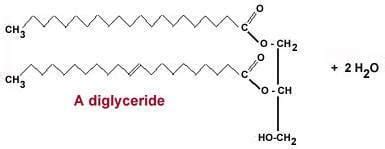 Diglyceride ~ Everything You Need to Know with Photos | Videos