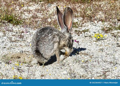 Black-tailed Jackrabbit (Lepus Californicus) in the Mojave Desert Stock ...