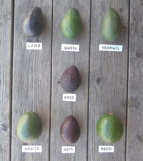 The Hass avocado tree: a profile - Greg Alder's Yard Posts: Southern ...