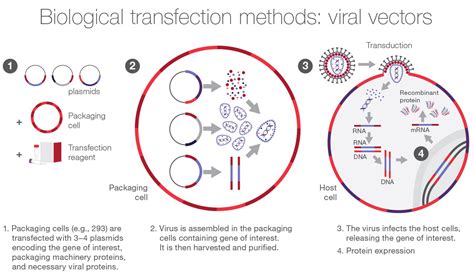 Overview of Transfection Methods | Thermo Fisher Scientific - CA