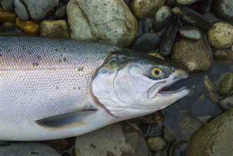 Alaska King Salmon Season - Alaska's Gold Creek Lodge