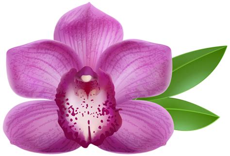 Purple Orchid Transparent PNG Clip Art Image | Gallery Yopriceville - High-Quality Free Images ...