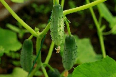 8 Small Cucumber Varieties - Urban Garden Gal