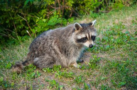 Racoon Sounds At Night: What Does it Sound like? (Vidoes)