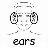 Free Ears Clipart Download Png Images ClipArts  sketch template