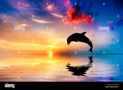 Beautiful calm ocean at sunset. Dolphin jumping silhouette Stock Photo ...