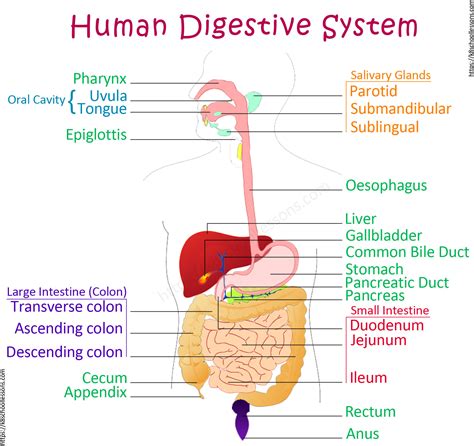 Digestive System for Kids | Human Digestive System | Human Body Facts