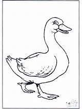 Baby Goose Coloring Page Adorable Designs For Your Little Ones To Color sketch template