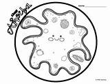Amoeba Coloring Page sketch template