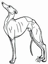 Coloring Pages Greyhound Dogs Dog Whippet Kids Printable Color Sheets  sketch template