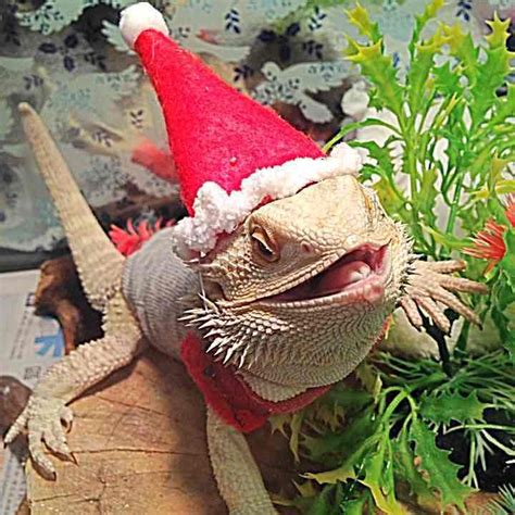 BEARDED DRAGON HANDMADE CHRISTMAS HAT | Bearded dragon, Bearded dragon diy, Bearded dragon clothes