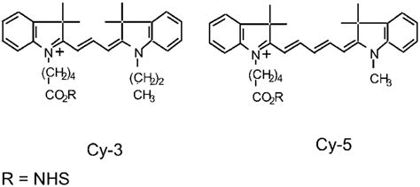 Chemical structure of DIGE dyes. Propyl-Cy3-NHS and methyl-Cy5-NHS are ...