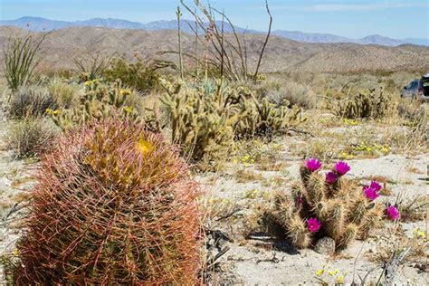 Desert Plants - Cactus - Wildflowers - Flora - DesertUSA