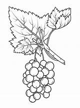 Grapes  Free Coloring Pages sketch template