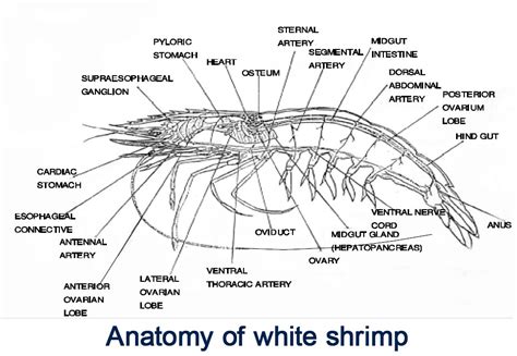 Morphology, anatomy, and physiology of white shrimp - Shrimp Culture