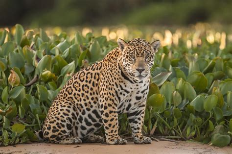 Pantanal: Jaguar Extension on Yacht Millennium | Aventura do Brasil