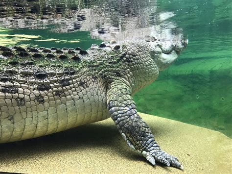 Wild Life Sydney Zoo Crocodile Exhibit, Sydney, Australia