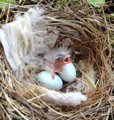 Newborn Baby Bird Photograph by Terry Weaver