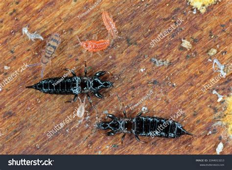 17 Thrips Lay Eggs Images, Stock Photos, 3D objects, & Vectors | Shutterstock