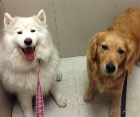 Samoyed Nozomi with Golden Retriever Ruby | Samoyed, Samoyed puppy, Samoyed dogs