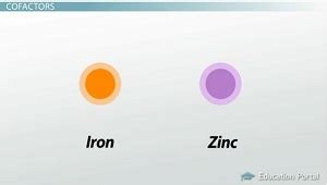 Cofactors vs. Coenzymes | Definition, Differences & Examples - Lesson | Study.com