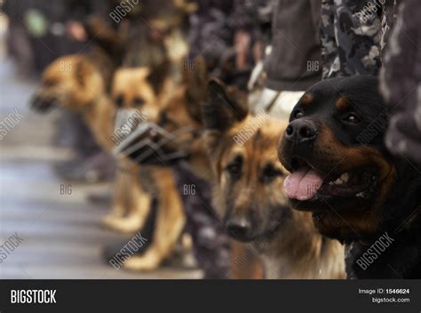 Working Dogs Image & Photo (Free Trial) | Bigstock