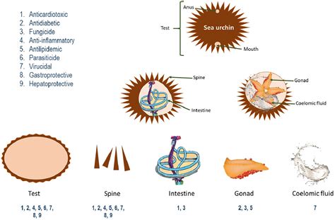 Sea urchins: an update on their pharmacological properties [PeerJ]