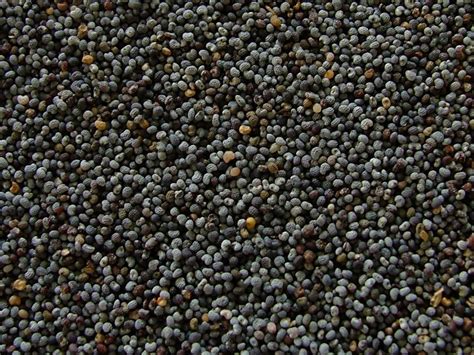 File:Poppy seeds.jpg - Wikipedia