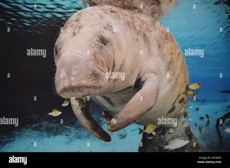 Close up of a manatee swimming underwater Stock Photo - Alamy