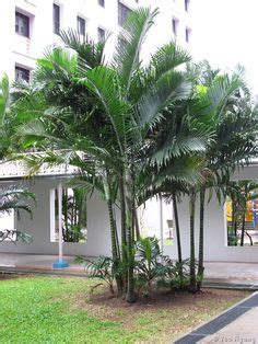 10 Cabada Palm Tree (Dypsis Cabadae) - For Indoor/Outdoor Landscape ideas | landscape, outdoor ...