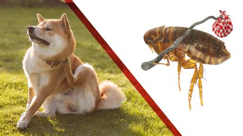 Summer Flea Prevention Tips for Indoor and Outdoor Pets