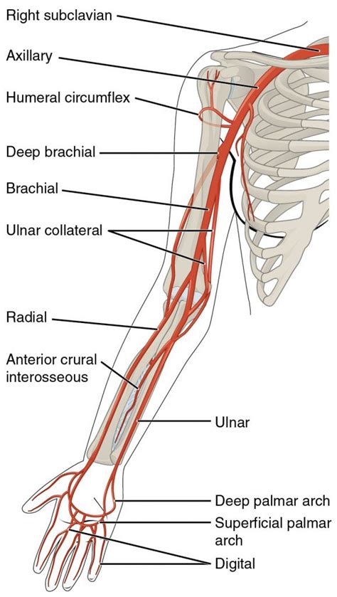 Upper arm artery anatomy - www.anatomynote.com | Arteries anatomy, Arteries and veins, Anatomy