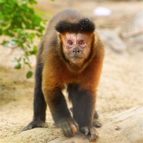 Capuchin Monkey | pet, species, monkey | Ain't no monkey business ...