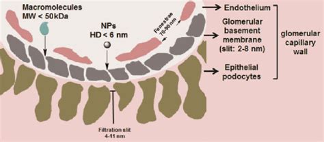 Glomerular Basement Membrane Layers