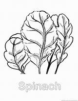 Spinach Coloring Pages sketch template